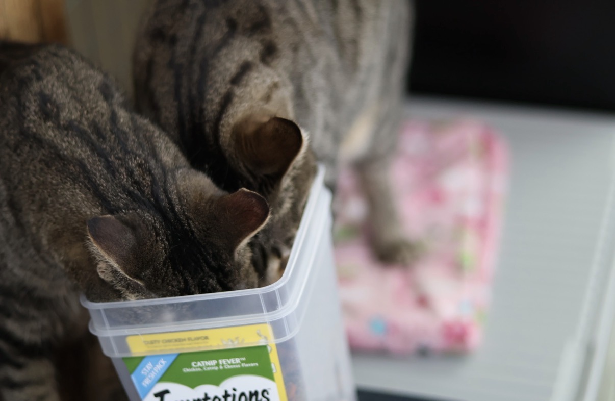 Cats eating donated treats