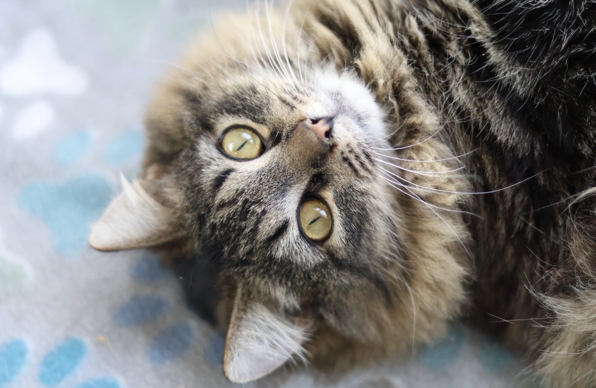 Rescue cat resting on a blanket